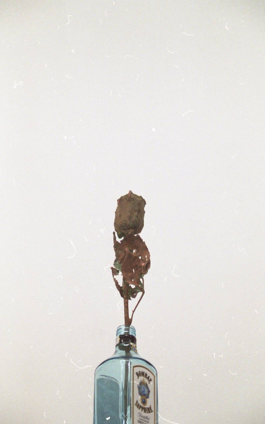 Justin Meekel — Barfleurs